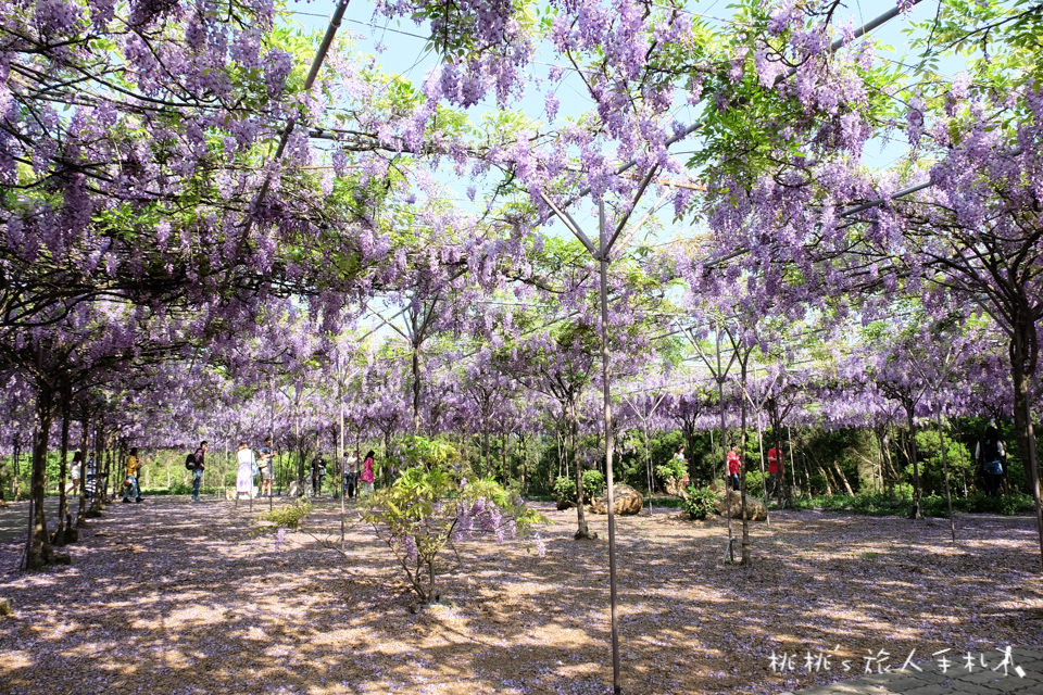 2018淡水紫藤咖啡園二店 水源園區│花況滿開 賞花正是時候！