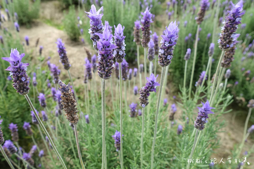 苗栗景點》葛瑞絲香草田│薰衣草花海 免費參觀中！