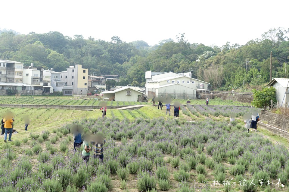 苗栗景點》葛瑞絲香草田│薰衣草花海 免費參觀中！