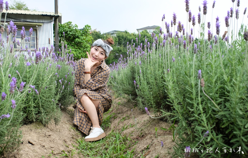 苗栗景點》葛瑞絲香草田│薰衣草花海 免費參觀中！