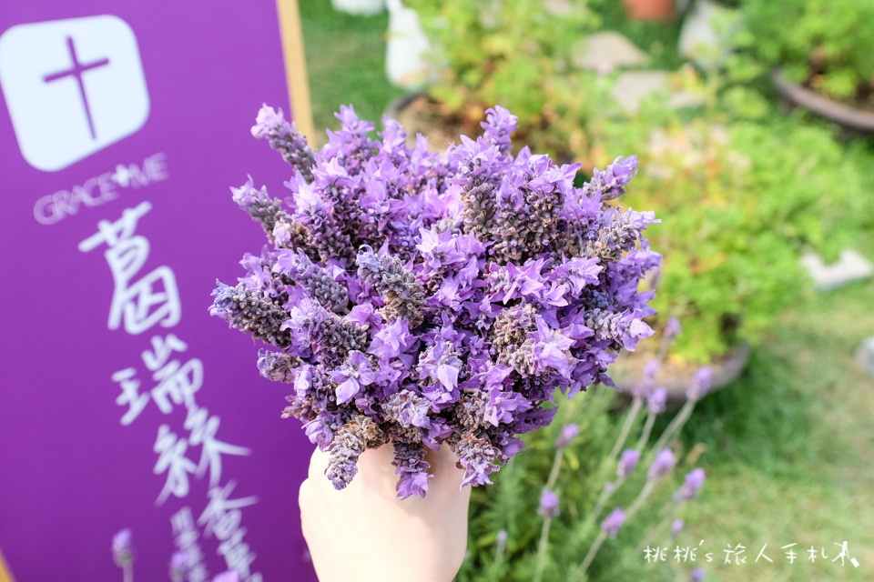 苗栗景點》葛瑞絲香草田│薰衣草花海 免費參觀中！