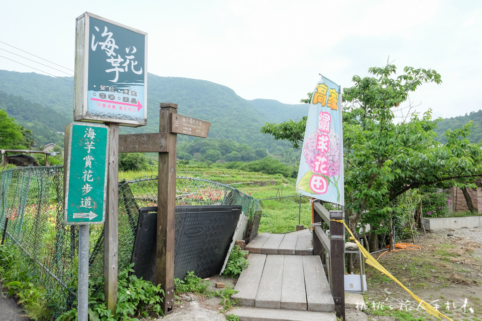 2018繡球花季》陽明山竹子湖高家繡球花田│最新花況分享！