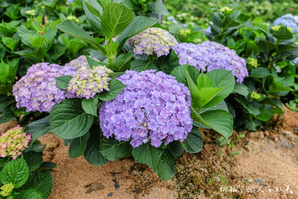 2018繡球花季》陽明山竹子湖高家繡球花田│最新花況分享！