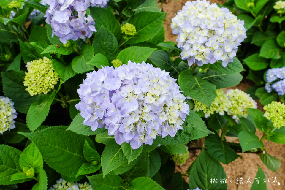 2018繡球花季》陽明山竹子湖高家繡球花田│最新花況分享！