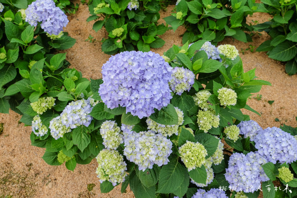 2018繡球花季》陽明山竹子湖高家繡球花田│最新花況分享！