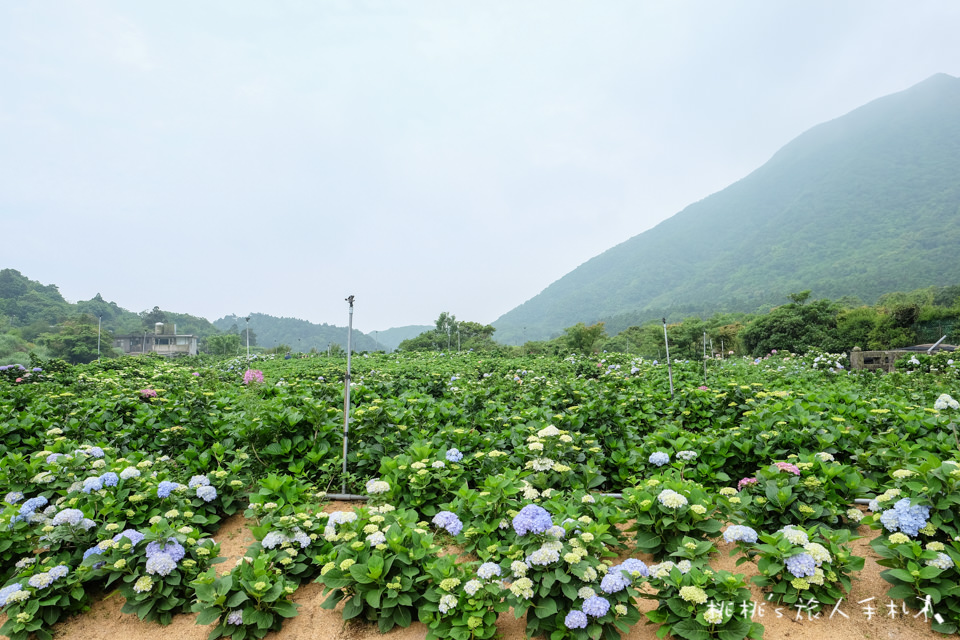 2018繡球花季》陽明山竹子湖高家繡球花田│最新花況分享！