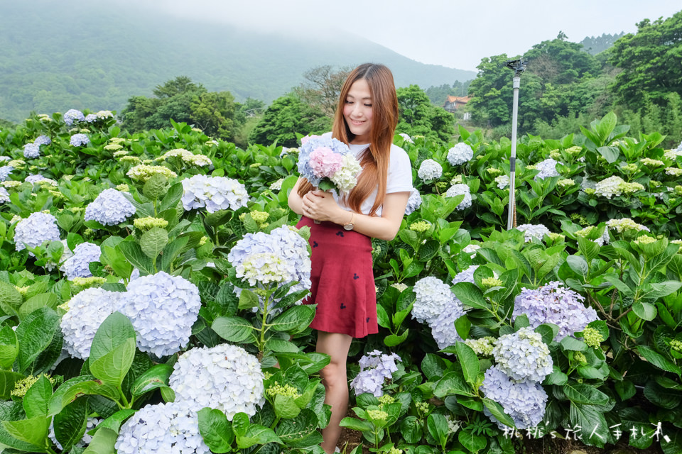 2018繡球花季》陽明山竹子湖高家繡球花田│最新花況分享！