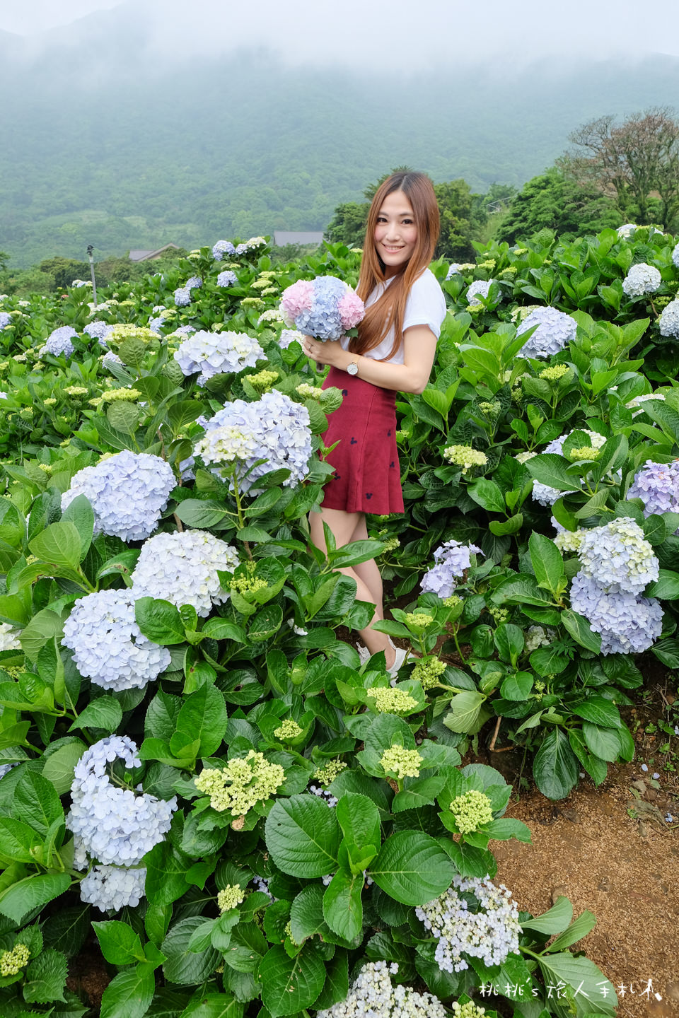 2018繡球花季》陽明山竹子湖高家繡球花田│最新花況分享！