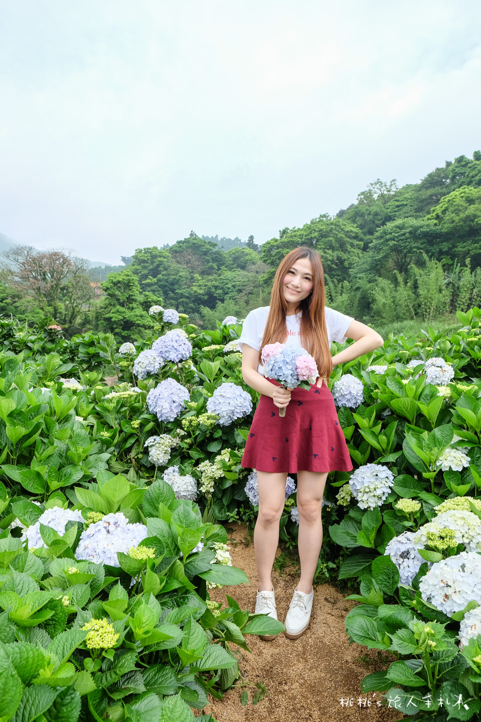 2018繡球花季》陽明山竹子湖高家繡球花田│最新花況分享！