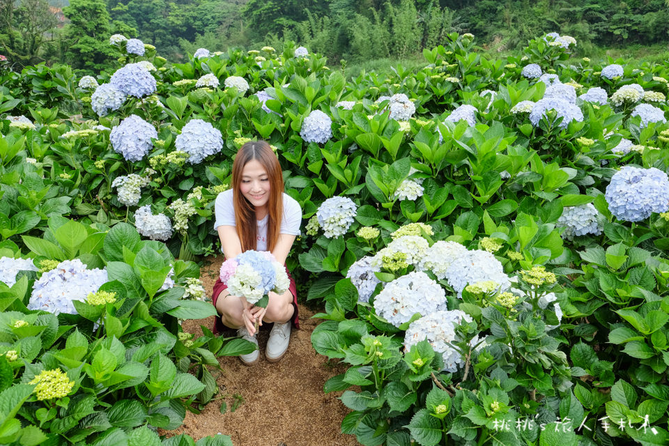 2018繡球花季》陽明山竹子湖高家繡球花田│最新花況分享！