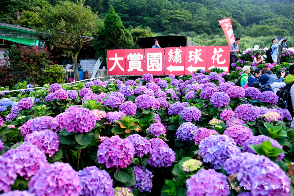 2018繡球花季》陽明山竹子湖 大賞園繡球花園│最新花況分享！