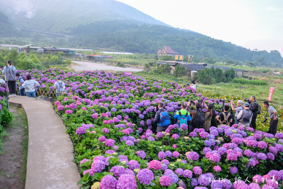 2018繡球花季》陽明山竹子湖 大賞園繡球花園│最新花況分享！