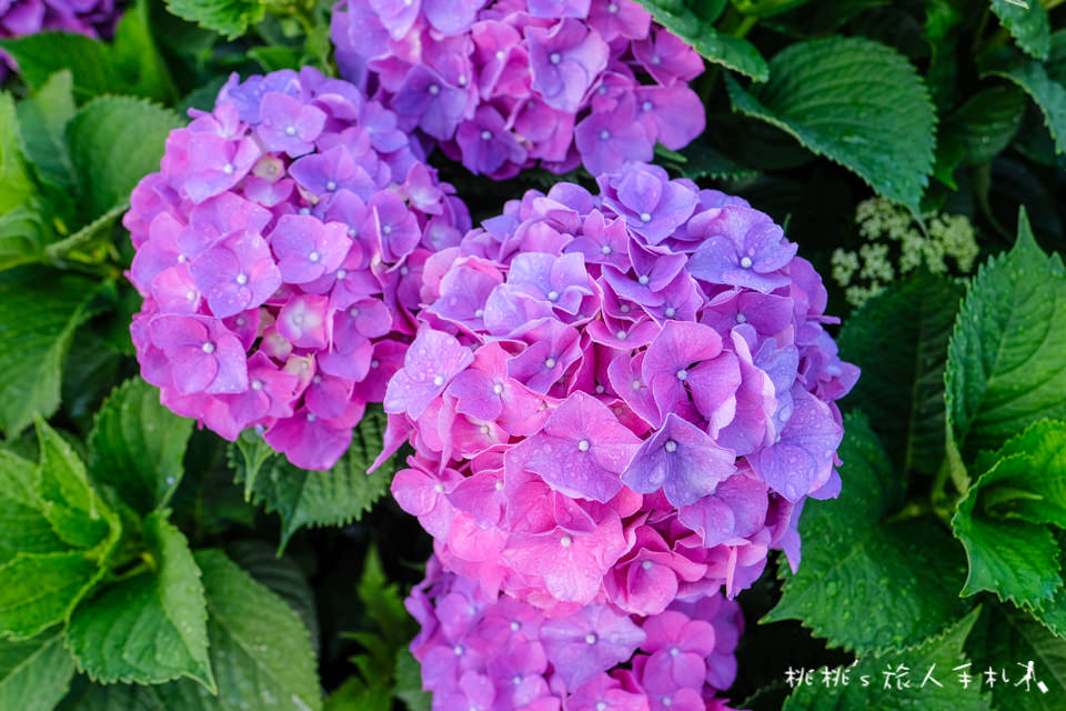 2018繡球花季》陽明山竹子湖 大賞園繡球花園│最新花況分享！