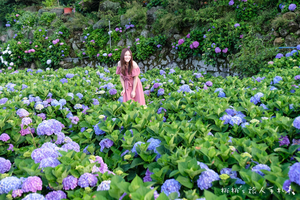 2018繡球花季》陽明山竹子湖 大賞園繡球花園│最新花況分享！