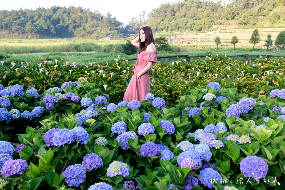 2018繡球花季》陽明山竹子湖 大賞園繡球花園│最新花況分享！