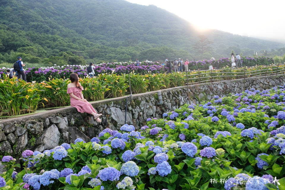 2018繡球花季》陽明山竹子湖 大賞園繡球花園│最新花況分享！