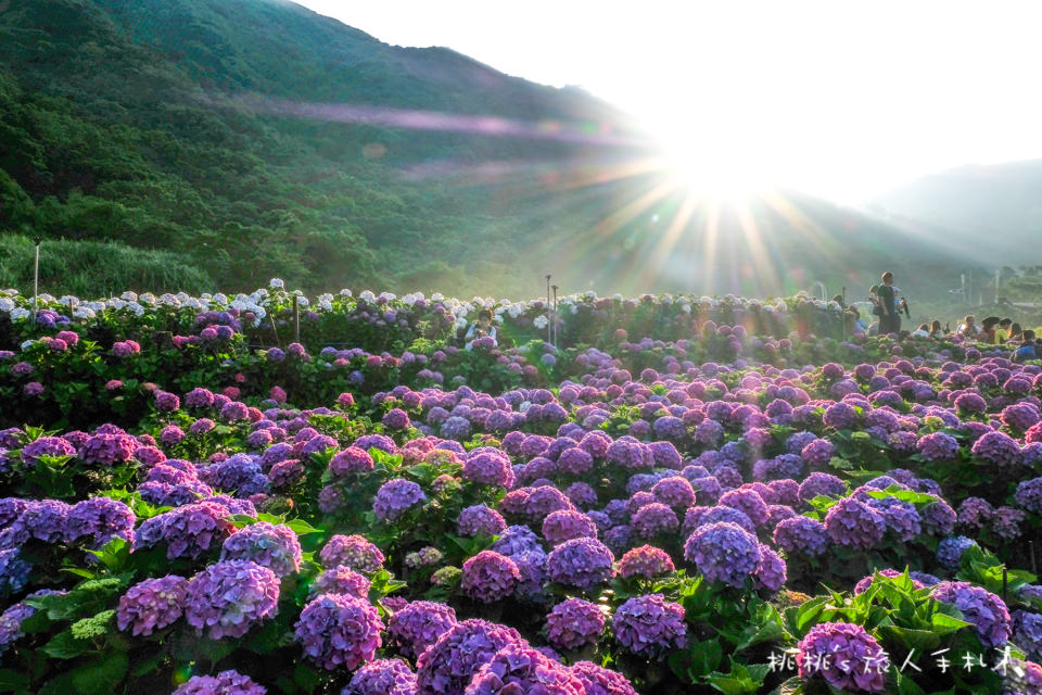 2018繡球花季》陽明山竹子湖 大賞園繡球花園│最新花況分享！