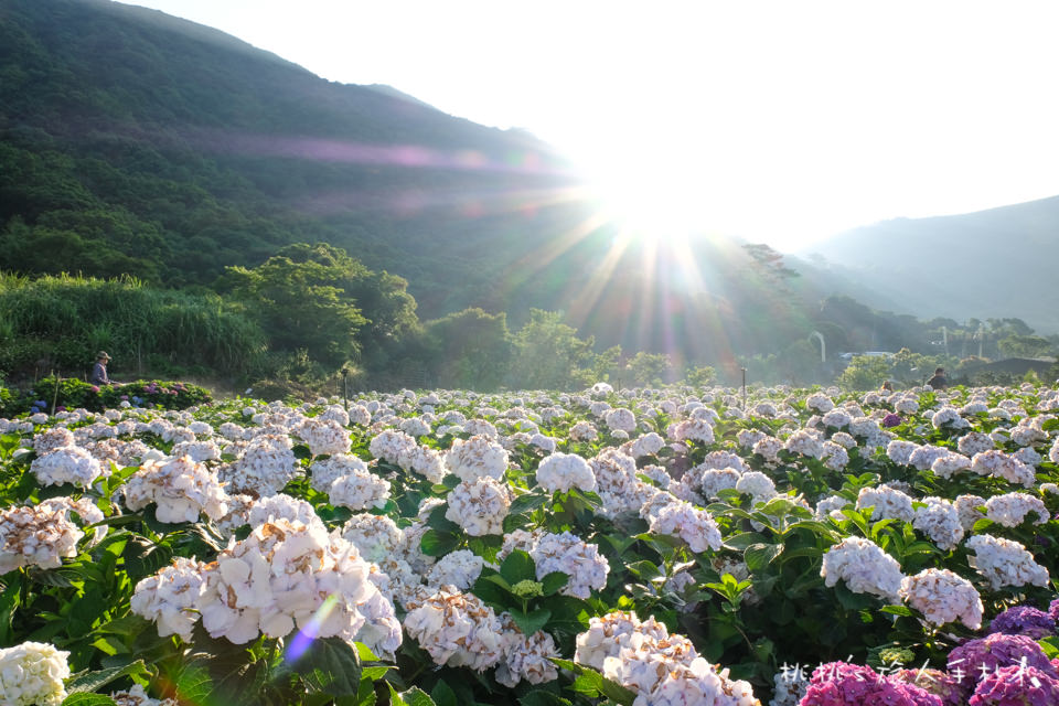 2018繡球花季》陽明山竹子湖 大賞園繡球花園│最新花況分享！