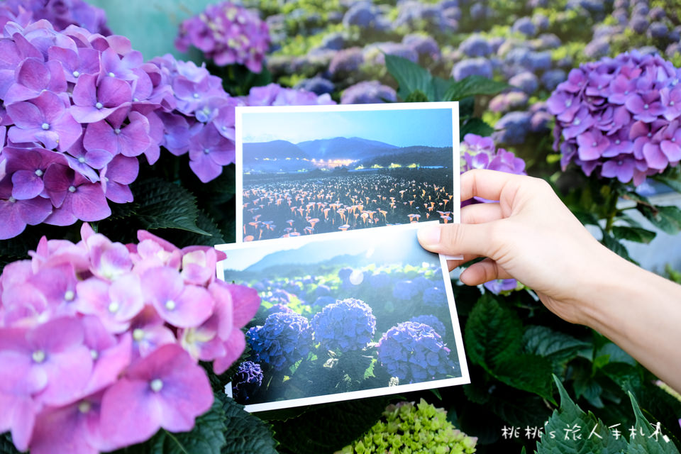 2018繡球花季》陽明山竹子湖 財福繡球花園│最新花況分享！