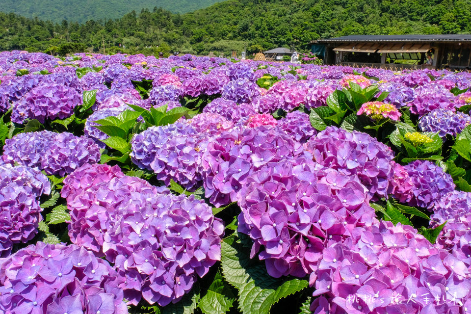 2018繡球花季》陽明山竹子湖 財福繡球花園│最新花況分享！