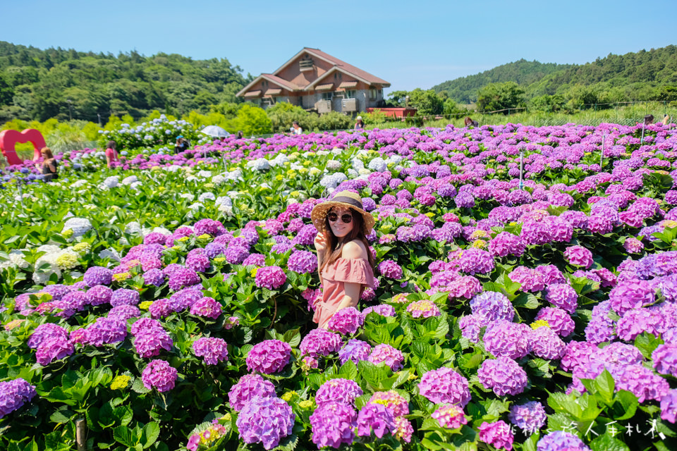 2018繡球花季》陽明山竹子湖 財福繡球花園│最新花況分享！