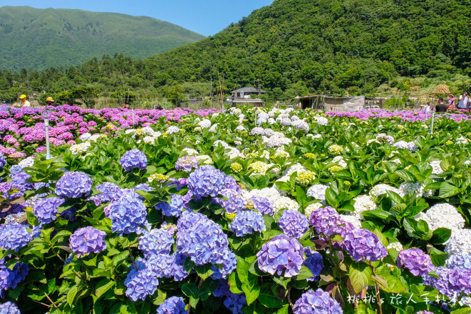 2018繡球花季》陽明山竹子湖 財福繡球花園│最新花況分享！