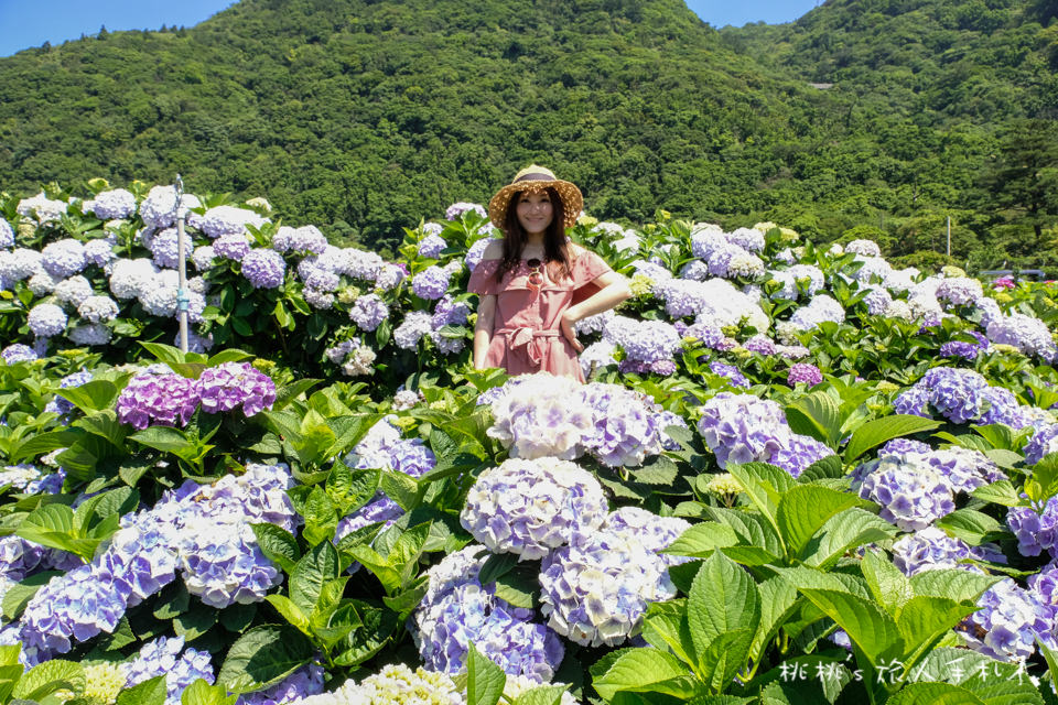 2018繡球花季》陽明山竹子湖 財福繡球花園│最新花況分享！