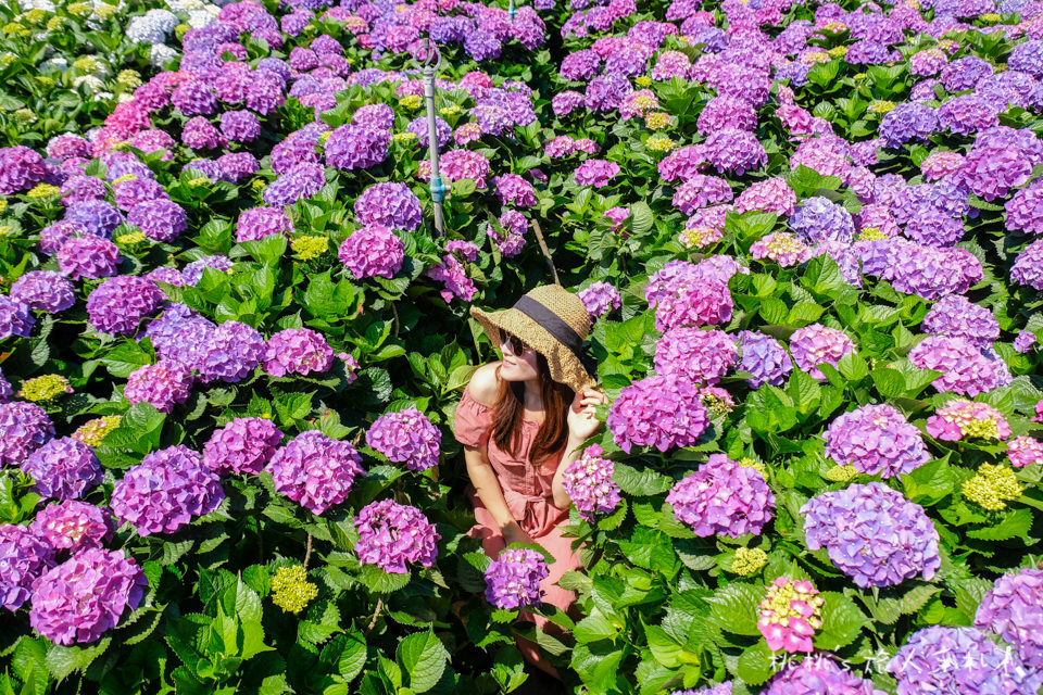 2018繡球花季》陽明山竹子湖 財福繡球花園│最新花況分享！