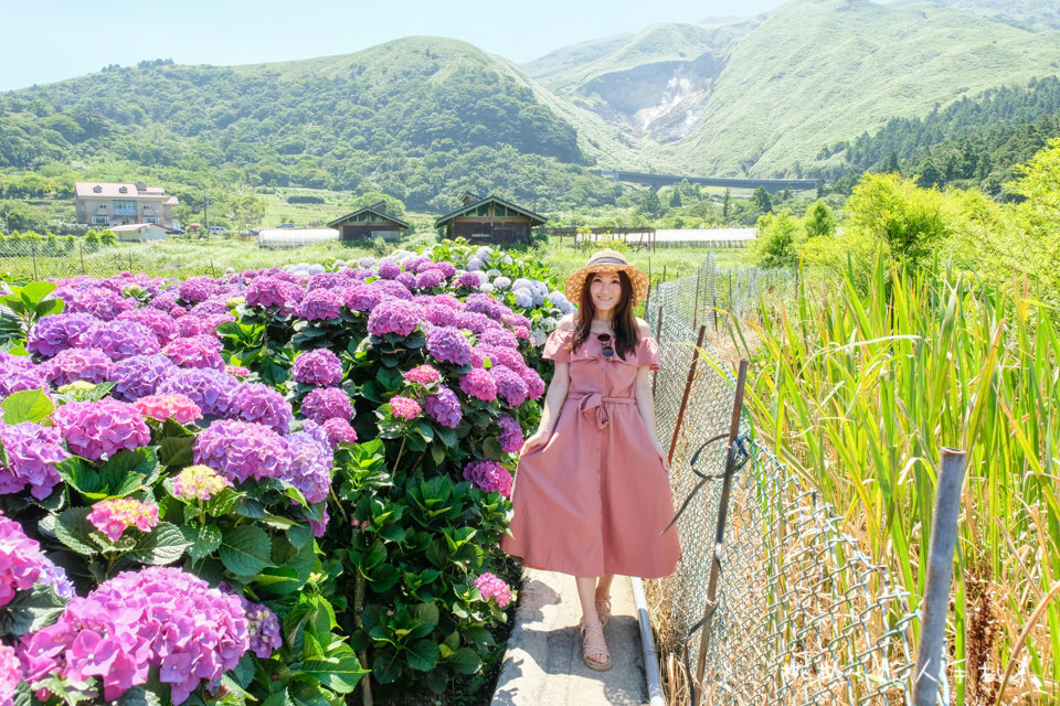 2018繡球花季》陽明山竹子湖 財福繡球花園│最新花況分享！