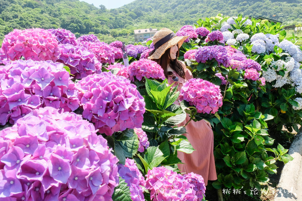 2018繡球花季》台北陽明山竹子湖繡球花季│賞花推薦、交管資訊懶人包