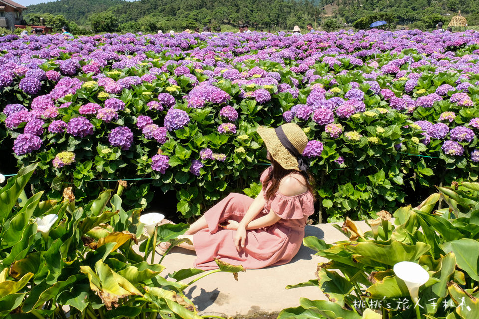 2018繡球花季》陽明山竹子湖 財福繡球花園│最新花況分享！