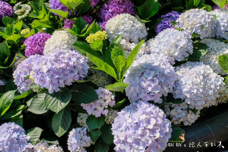 2019繡球花季》陽明山竹子湖 大梯田花卉生態農園│最新花況分享！