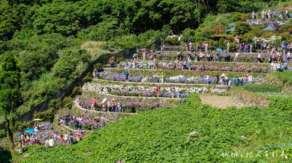 2019繡球花季》陽明山竹子湖 大梯田花卉生態農園│最新花況分享！