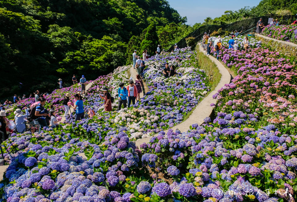 2019繡球花季》陽明山竹子湖 大梯田花卉生態農園│最新花況分享！