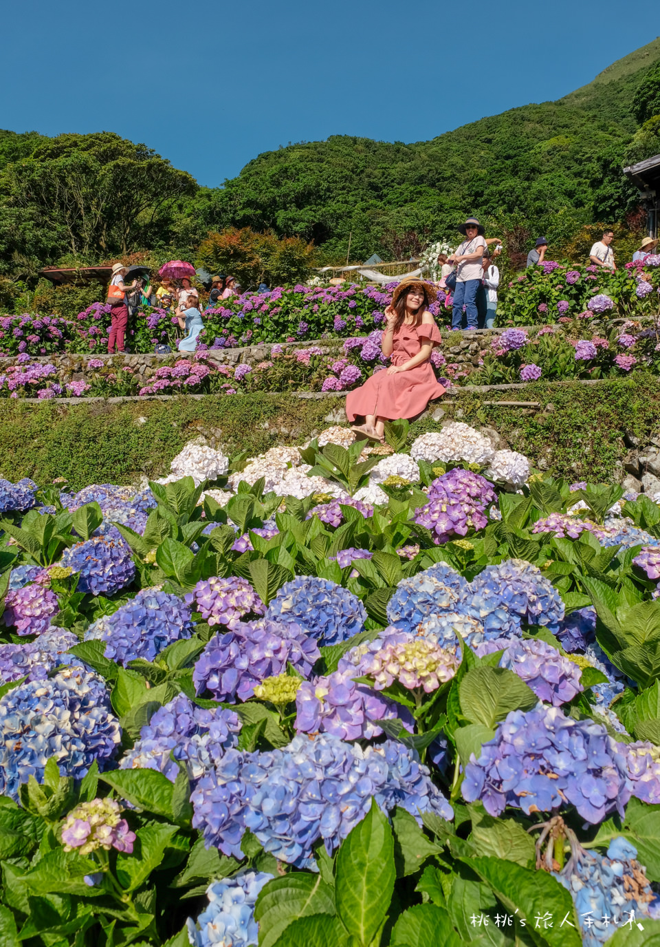 2019繡球花季》陽明山竹子湖 大梯田花卉生態農園│最新花況分享！