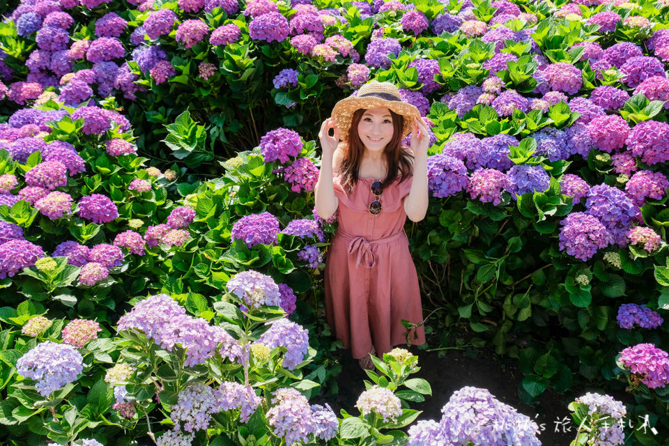 2019繡球花季》陽明山竹子湖 大梯田花卉生態農園│最新花況分享！