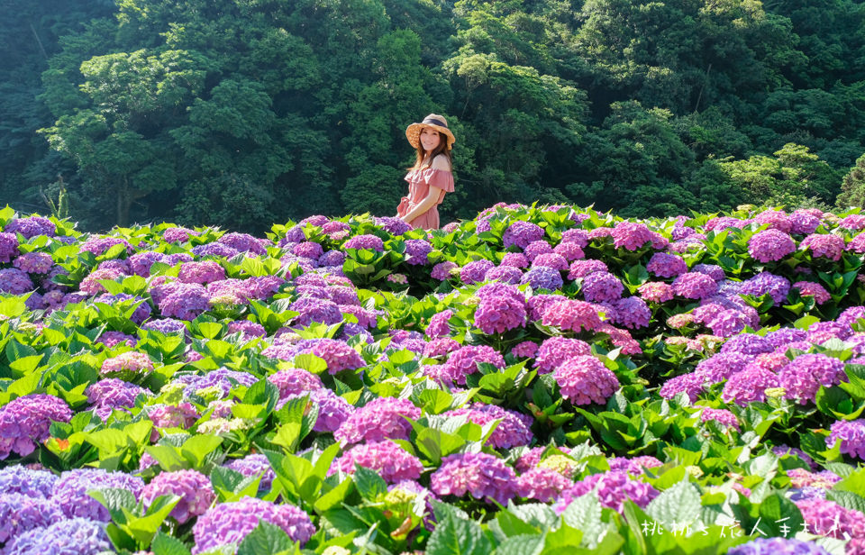 2019繡球花季》陽明山竹子湖 大梯田花卉生態農園│最新花況分享！