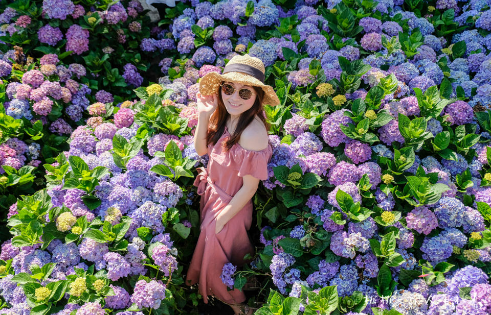 2019繡球花季》陽明山竹子湖 大梯田花卉生態農園│最新花況分享！