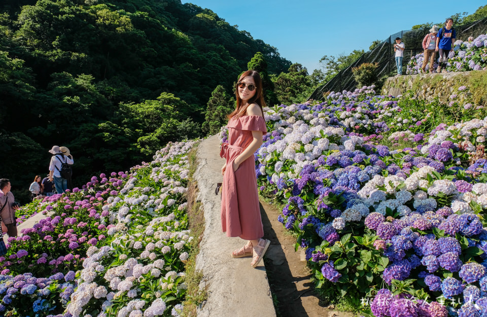 2019繡球花季》陽明山竹子湖 大梯田花卉生態農園│最新花況分享！