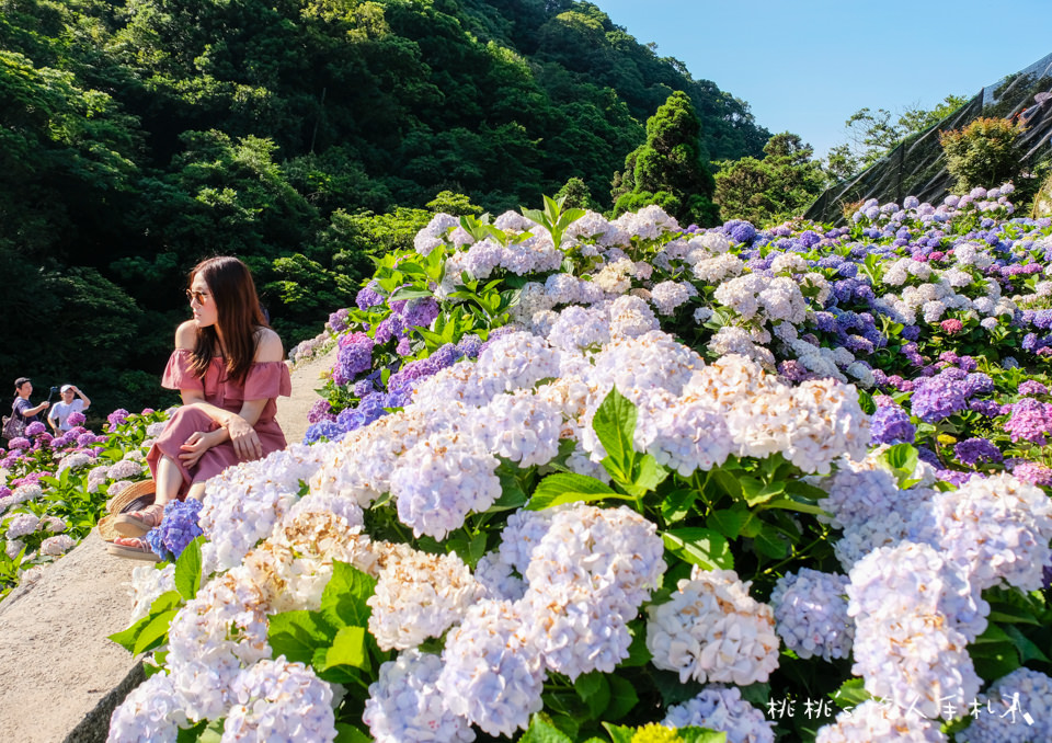 2019繡球花季》陽明山竹子湖 大梯田花卉生態農園│最新花況分享！