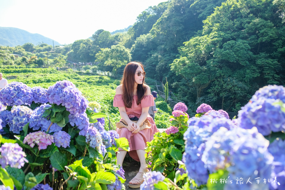 2019繡球花季》陽明山竹子湖 大梯田花卉生態農園│最新花況分享！