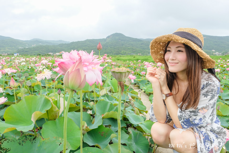 新北金山》清水濕地 牡丹蓮花田│荷花田間小徑的私房景點公開！