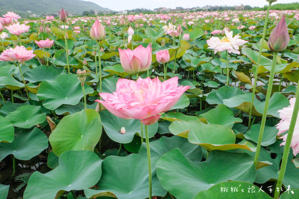 新北金山》清水濕地 牡丹蓮花田│荷花田間小徑的私房景點公開！