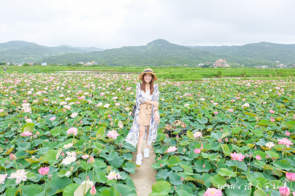 新北金山》清水濕地 牡丹蓮花田│荷花田間小徑的私房景點公開！