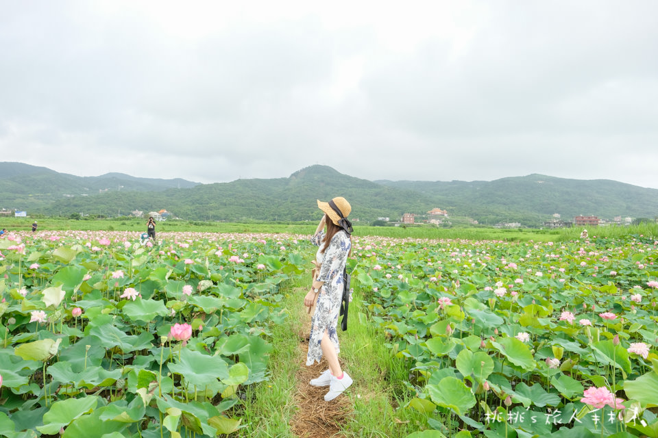 新北金山》清水濕地 牡丹蓮花田│荷花田間小徑的私房景點公開！