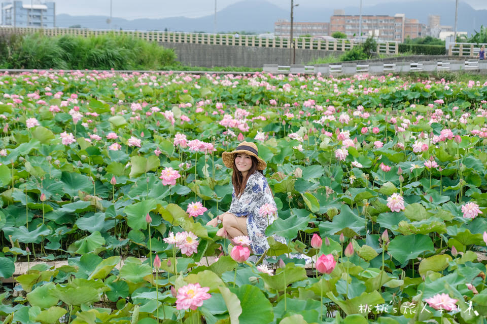 新北金山》清水濕地 牡丹蓮花田│荷花田間小徑的私房景點公開！