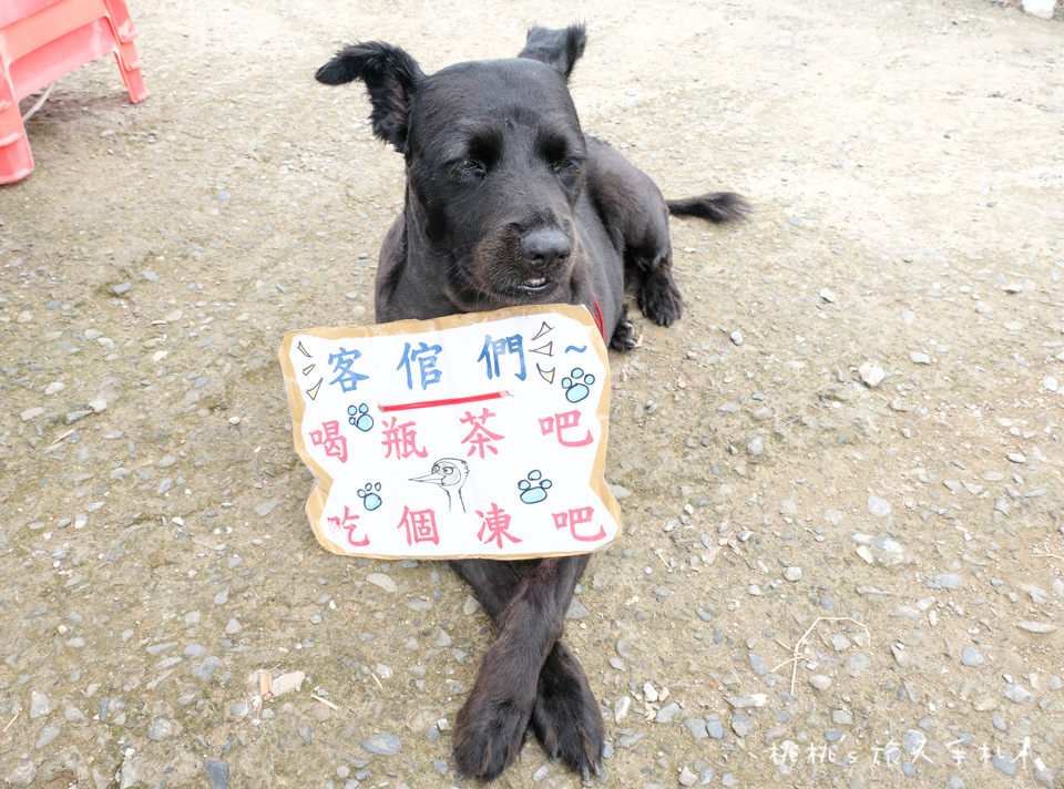 新北金山》清水濕地 牡丹蓮花田│荷花田間小徑的私房景點公開！