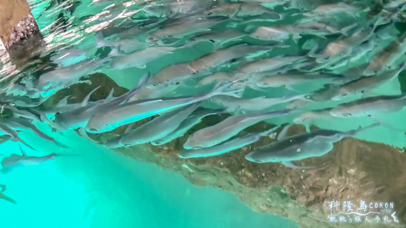 菲律賓科隆島》巴拉望海島度假行程規劃│飯店住宿.潛水浮淺.景點美食