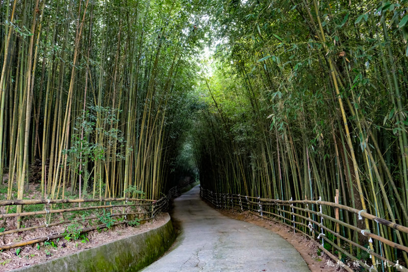 苗栗打卡景點》泰安竹林秘境 烏嘎彥竹林│穿過竹林隧道 拍出你的風格