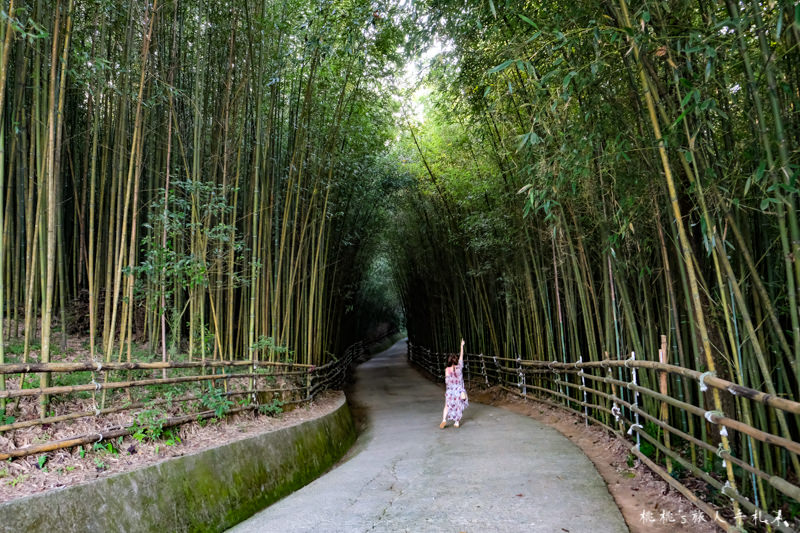 苗栗打卡景點》泰安竹林秘境 烏嘎彥竹林│穿過竹林隧道 拍出你的風格